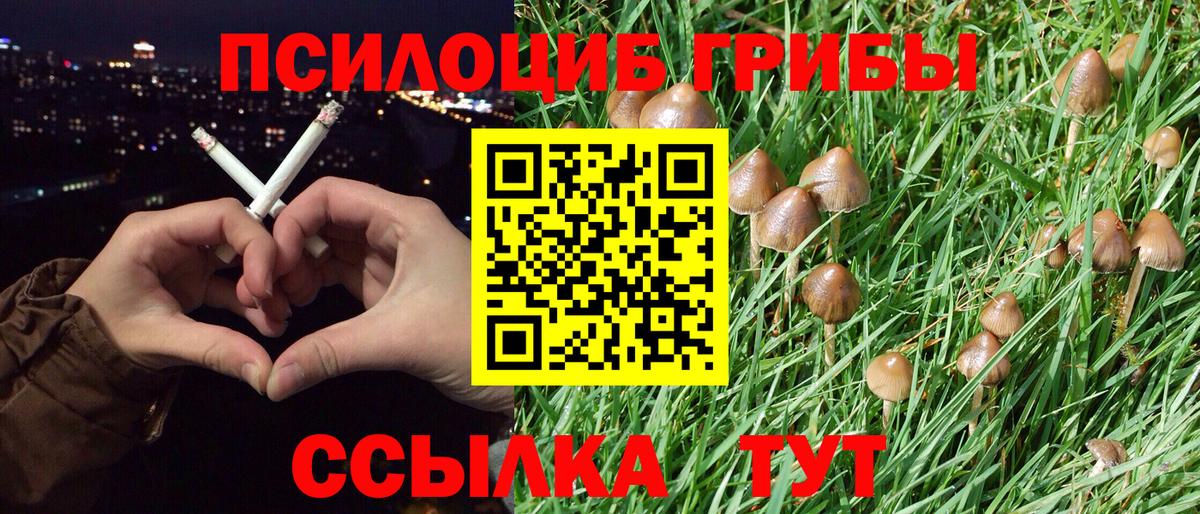 Псилоцибиновые грибы Cubensis Новоуральск